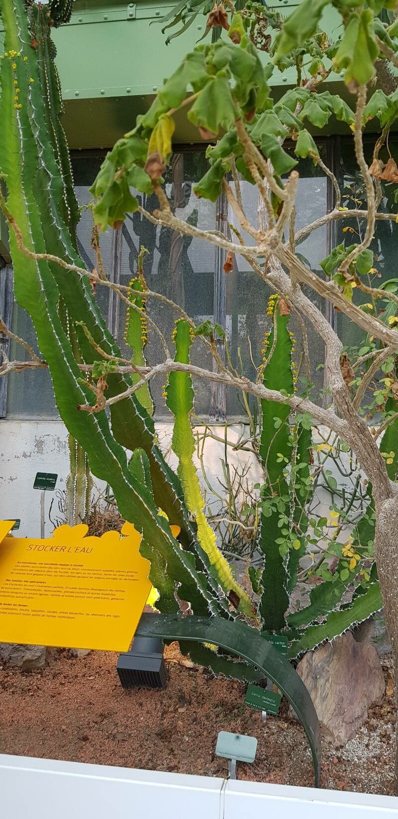 Euphorbia cactus habit