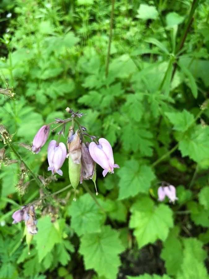 Dicentra formosa flower