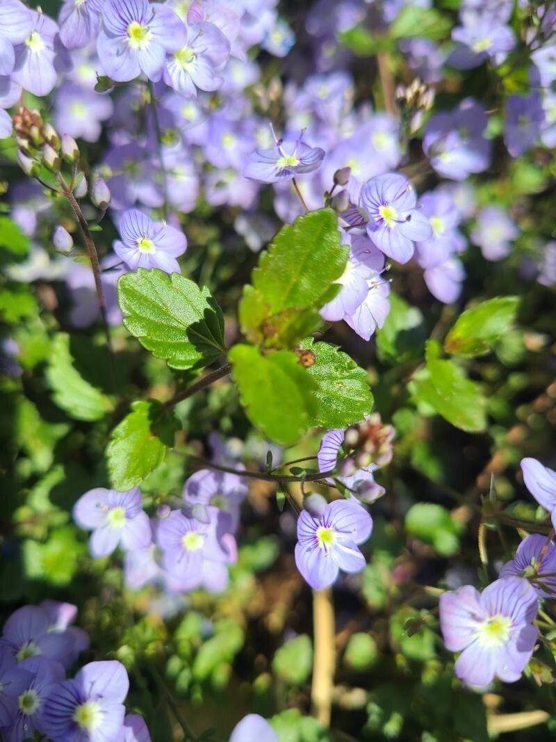 Veronica petraea leaf