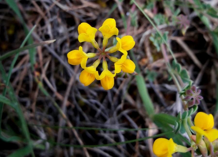 Coronilla minima flower