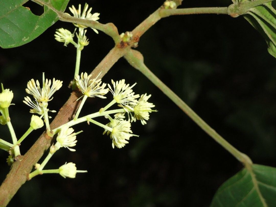 Sloanea sinemariensis flower