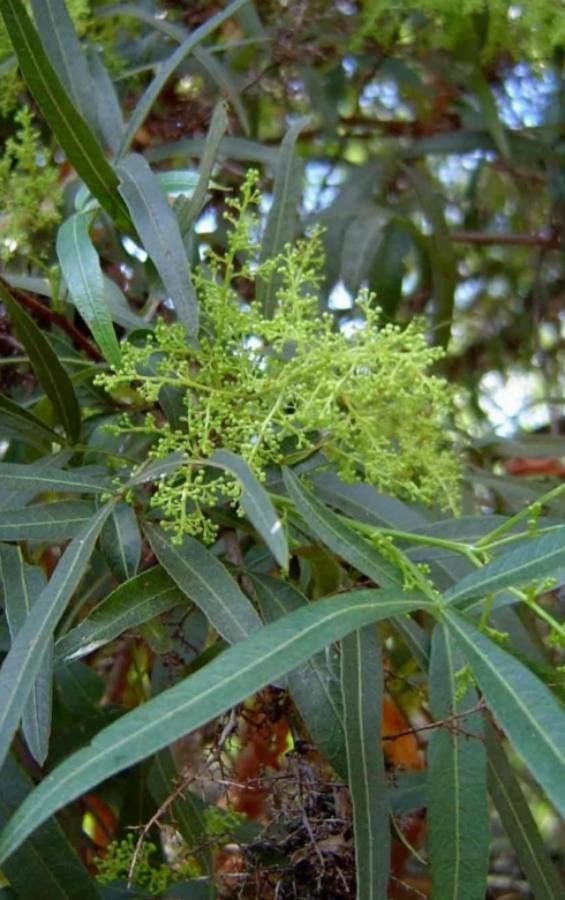Searsia lancea flower