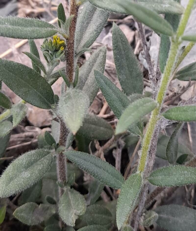 Euploca campestris — related species from the same genus