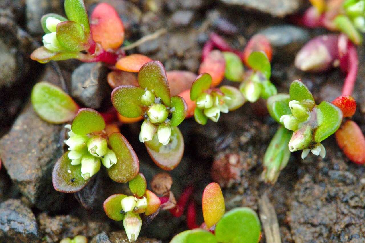 Koenigia islandica — search result for 'Iceland'