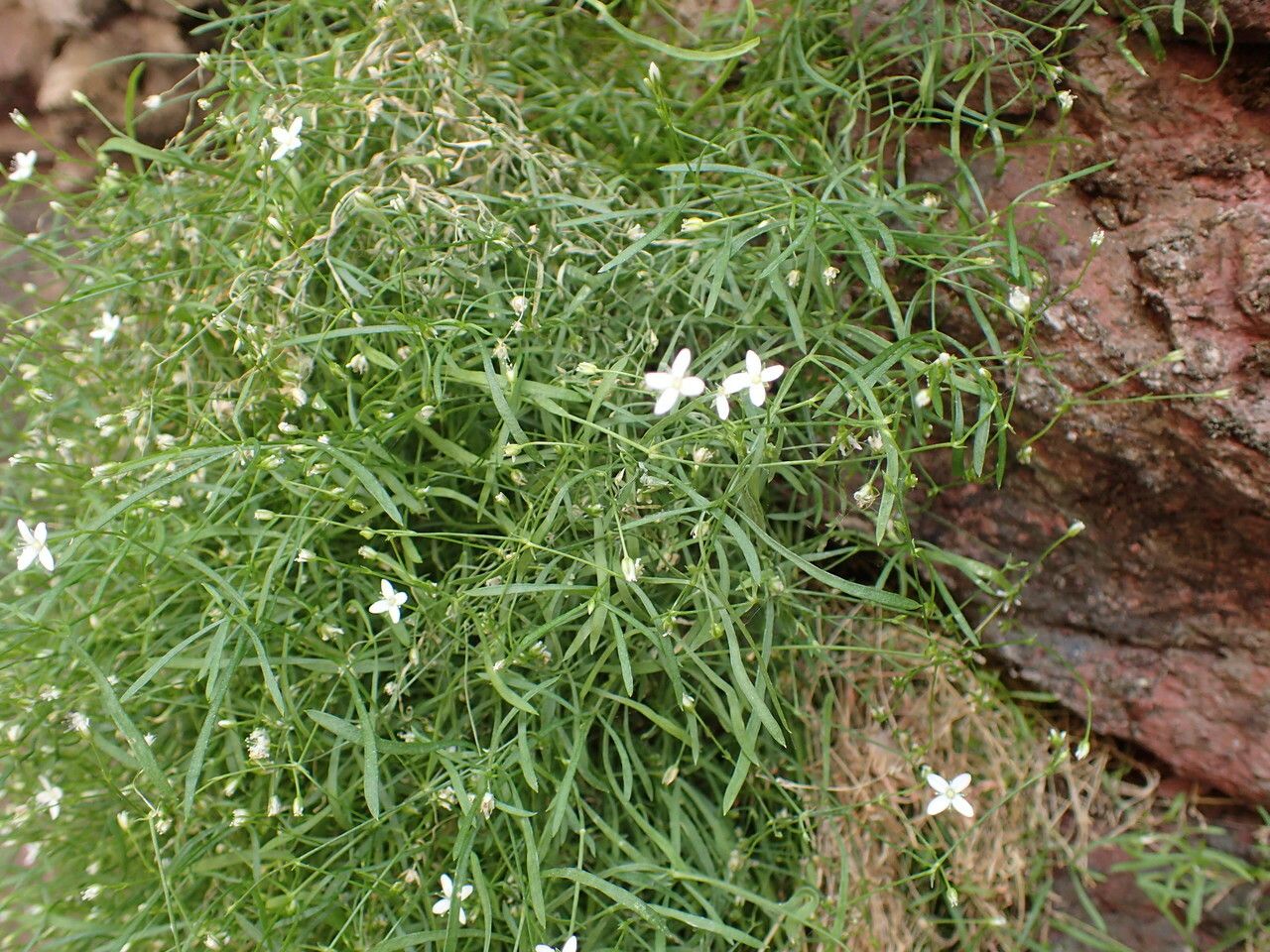 Moehringia intermedia habit