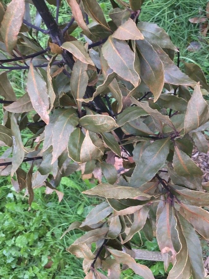 Quercus garryana — cold hardy houseplant