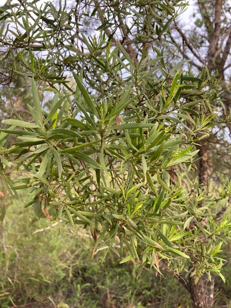 Acacia excelsa — houseplant care guide