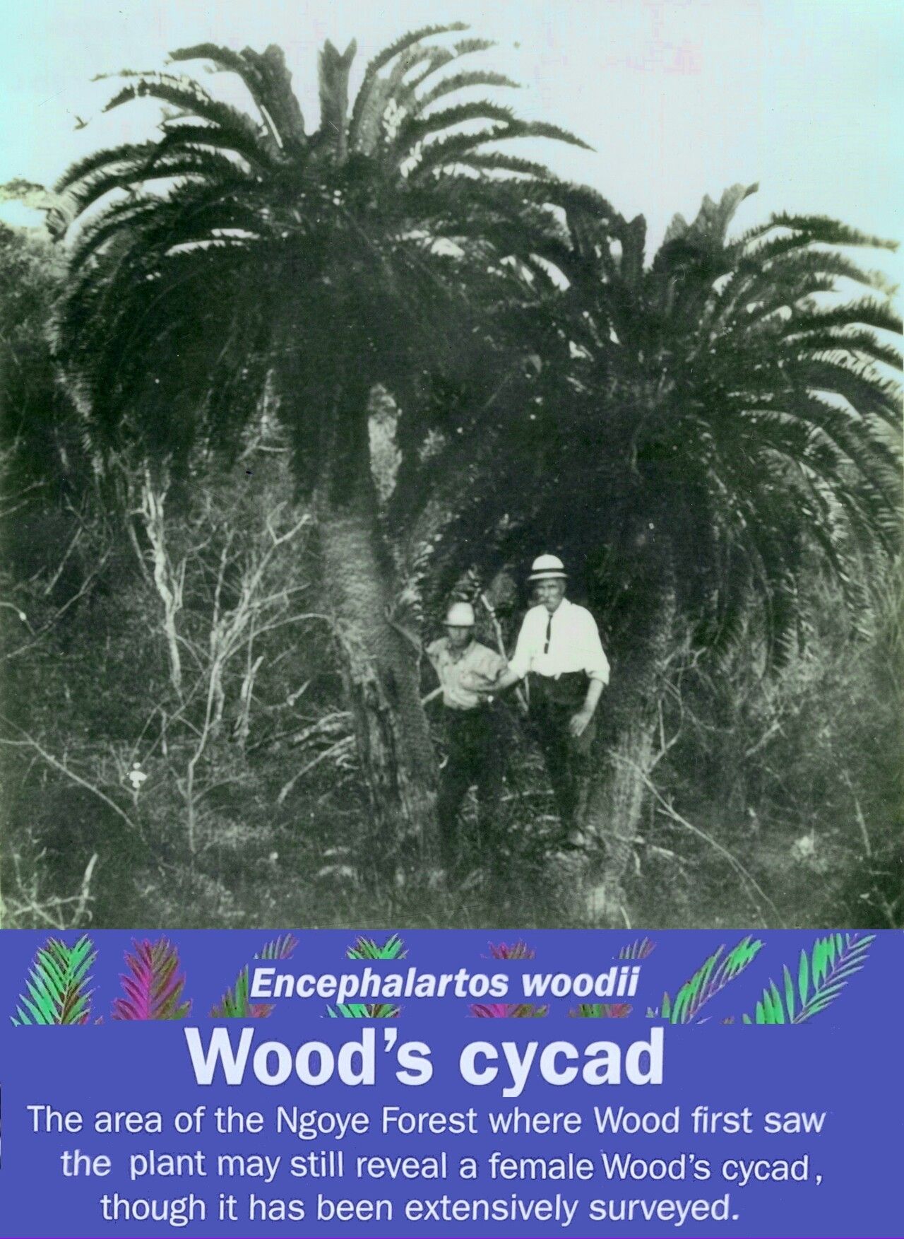 Encephalartos woodii other