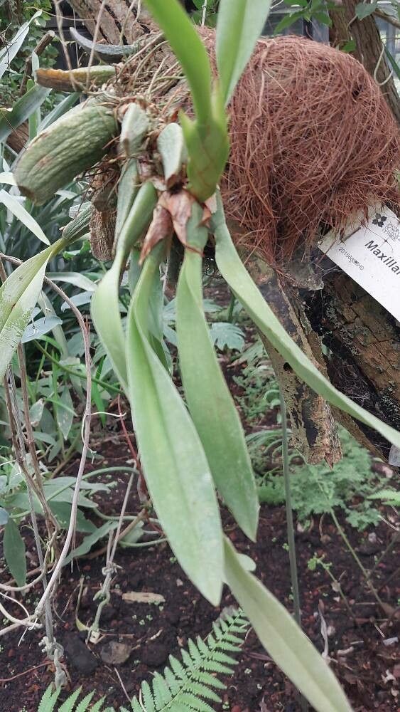 Maxillaria rufescens — search result for 'Maxillaria'
