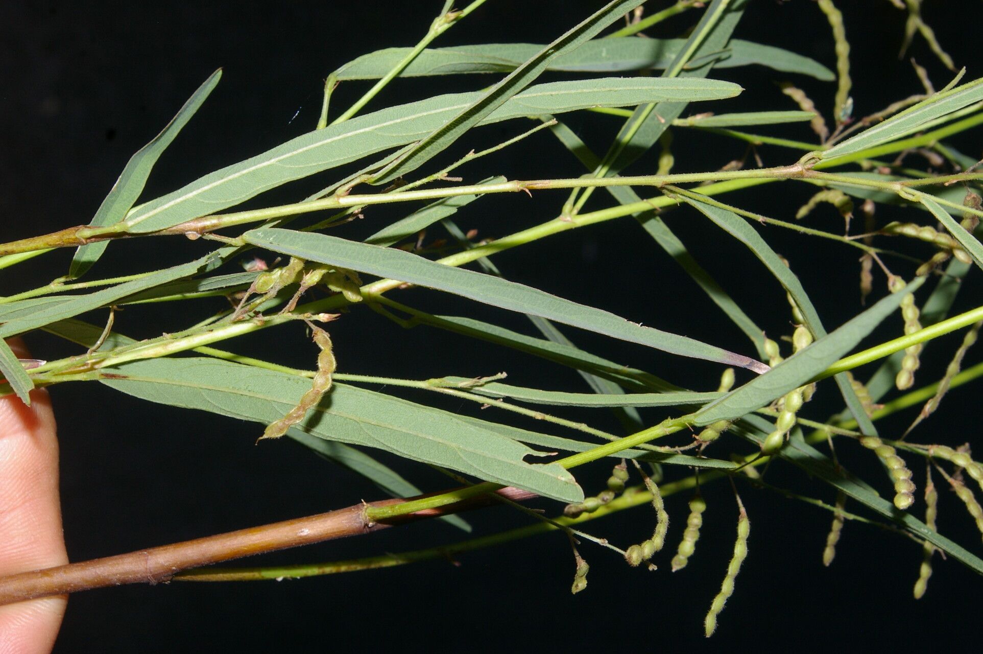 Desmodium angustifolium leaf