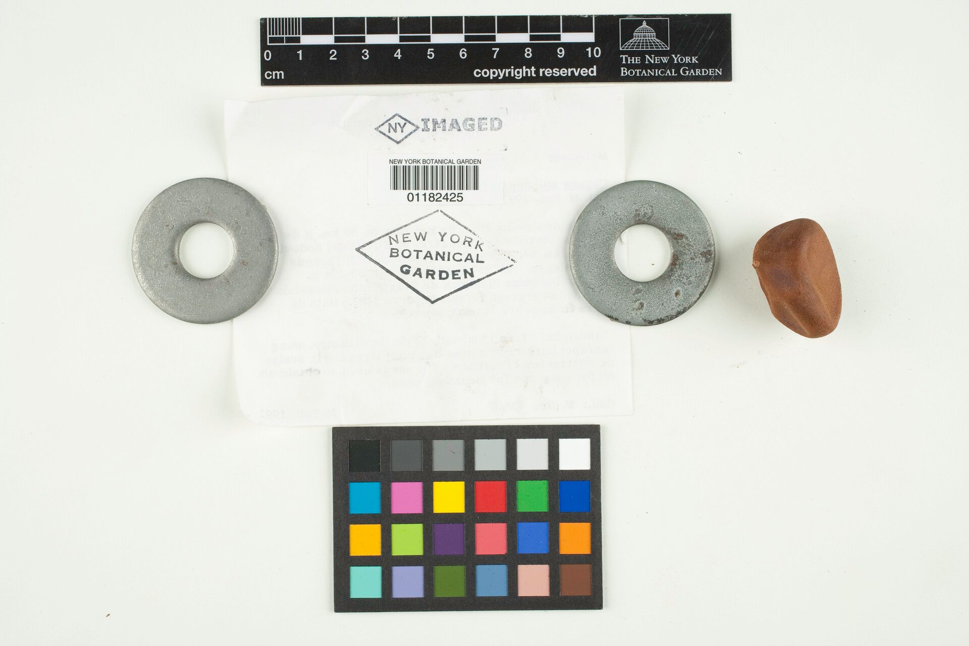 Carapa vasquezii fruit