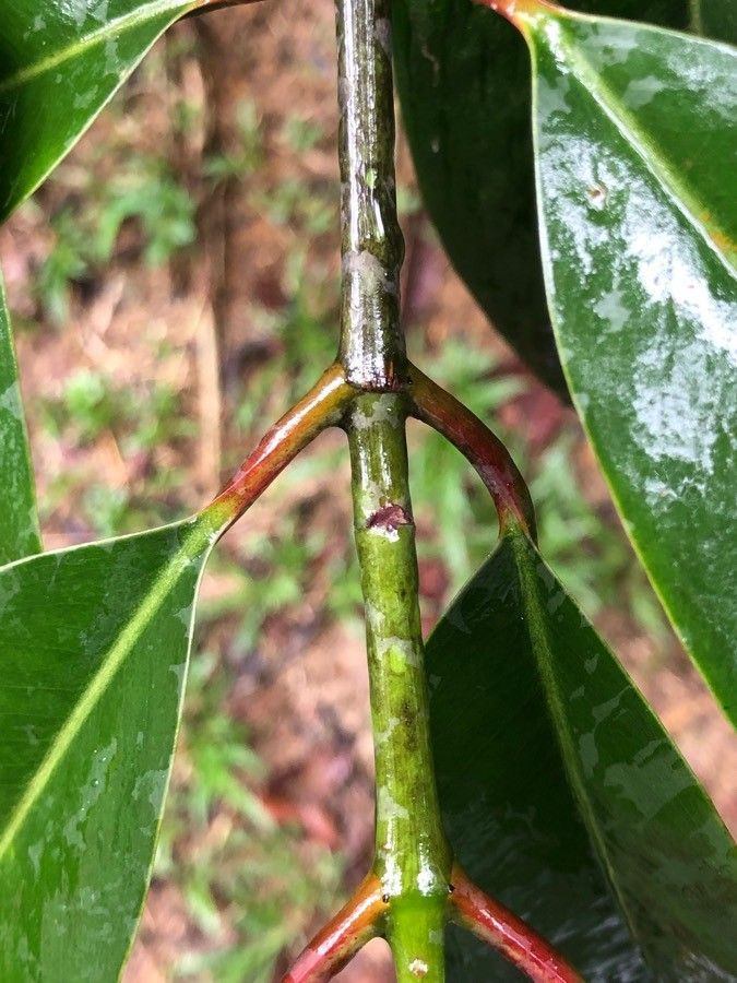 Garcinia atroviridis bark