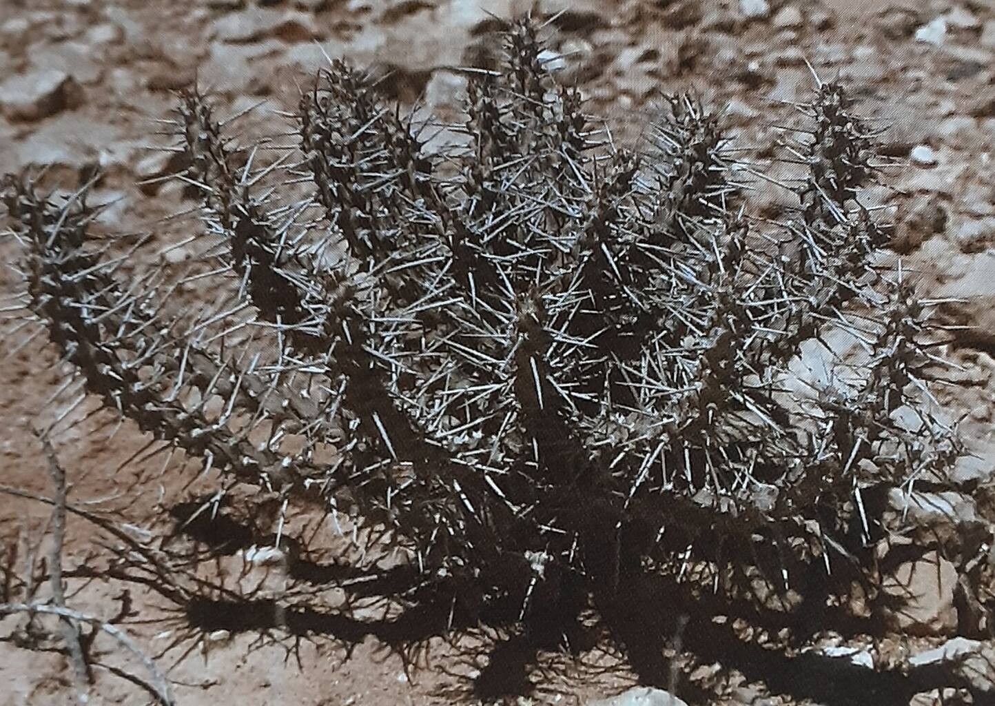 Euphorbia xylacantha — houseplant care guide