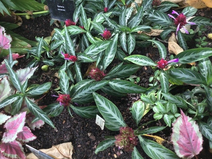 Justicia scheidweileri flower