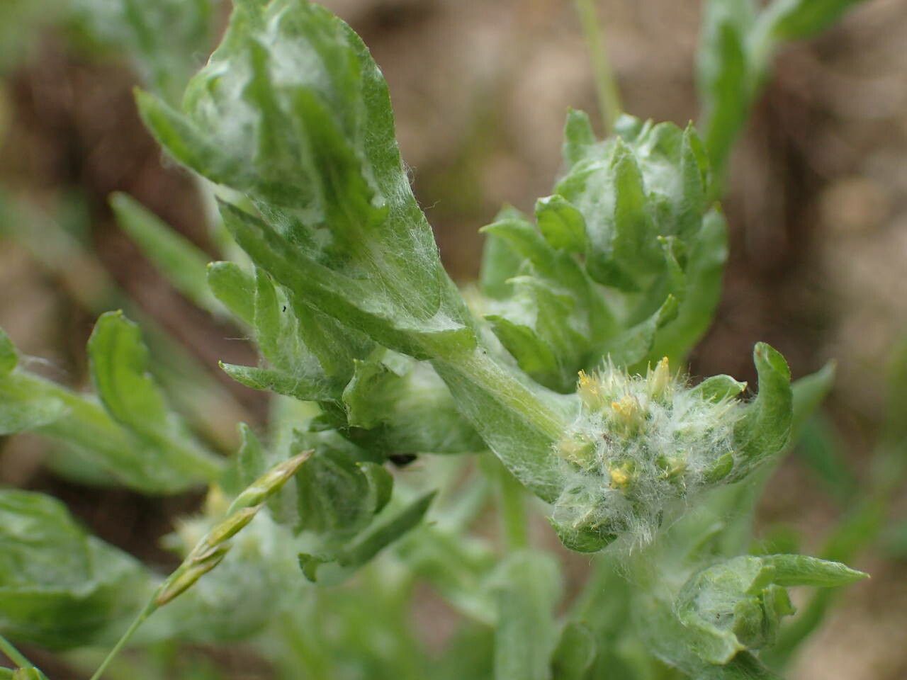 Filago arvensis flower