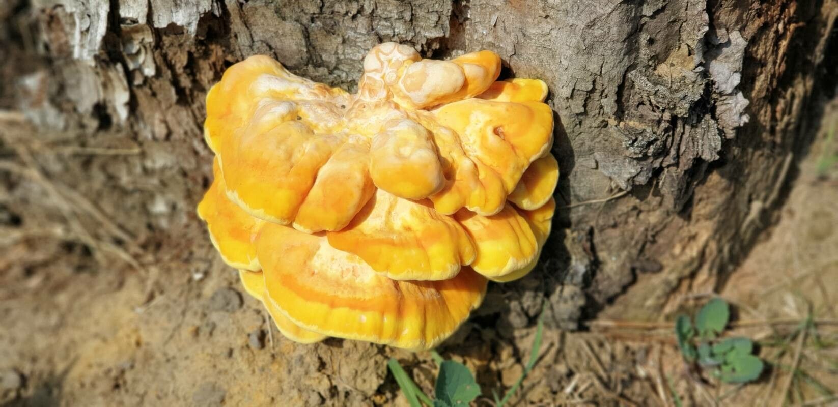 Artocarpus integer flower