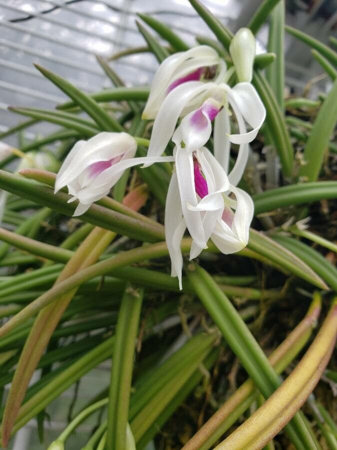 Leptotes bicolor flower