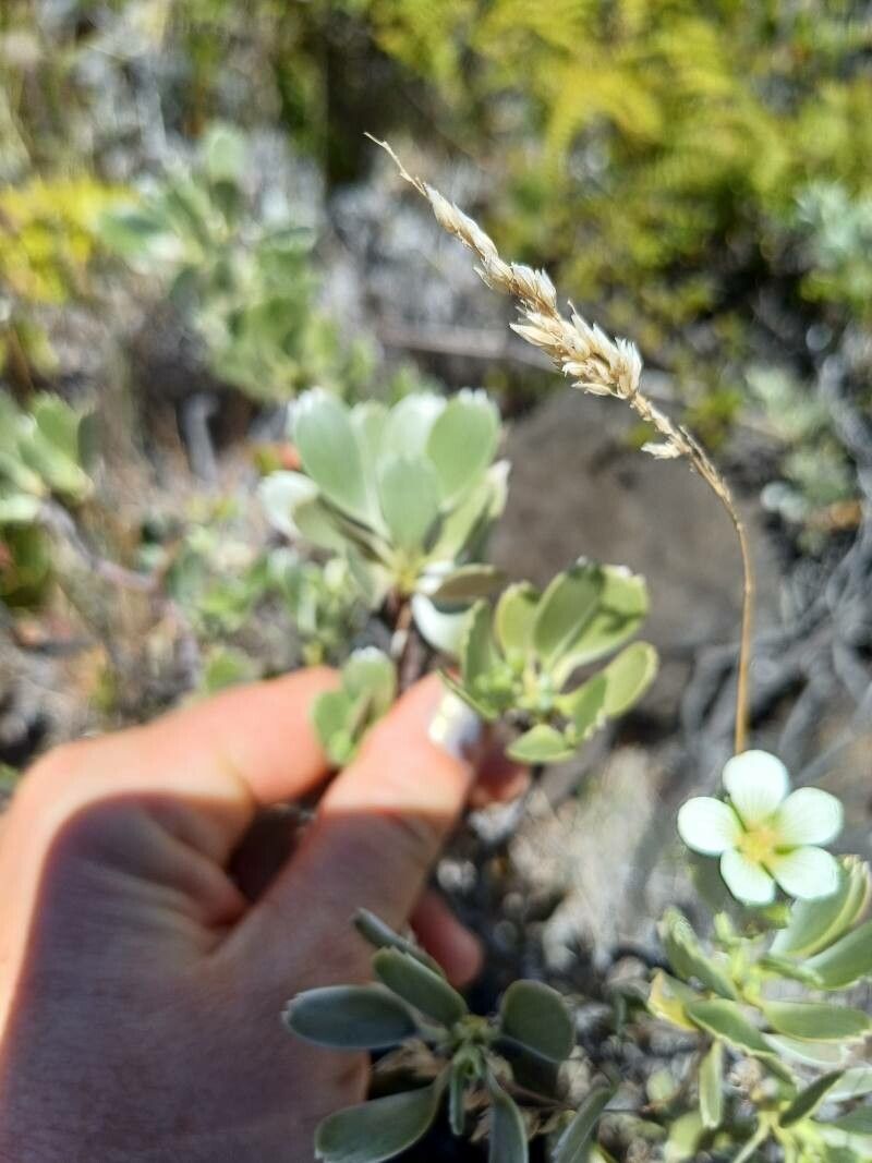 Geranium cuneatum — houseplant care guide