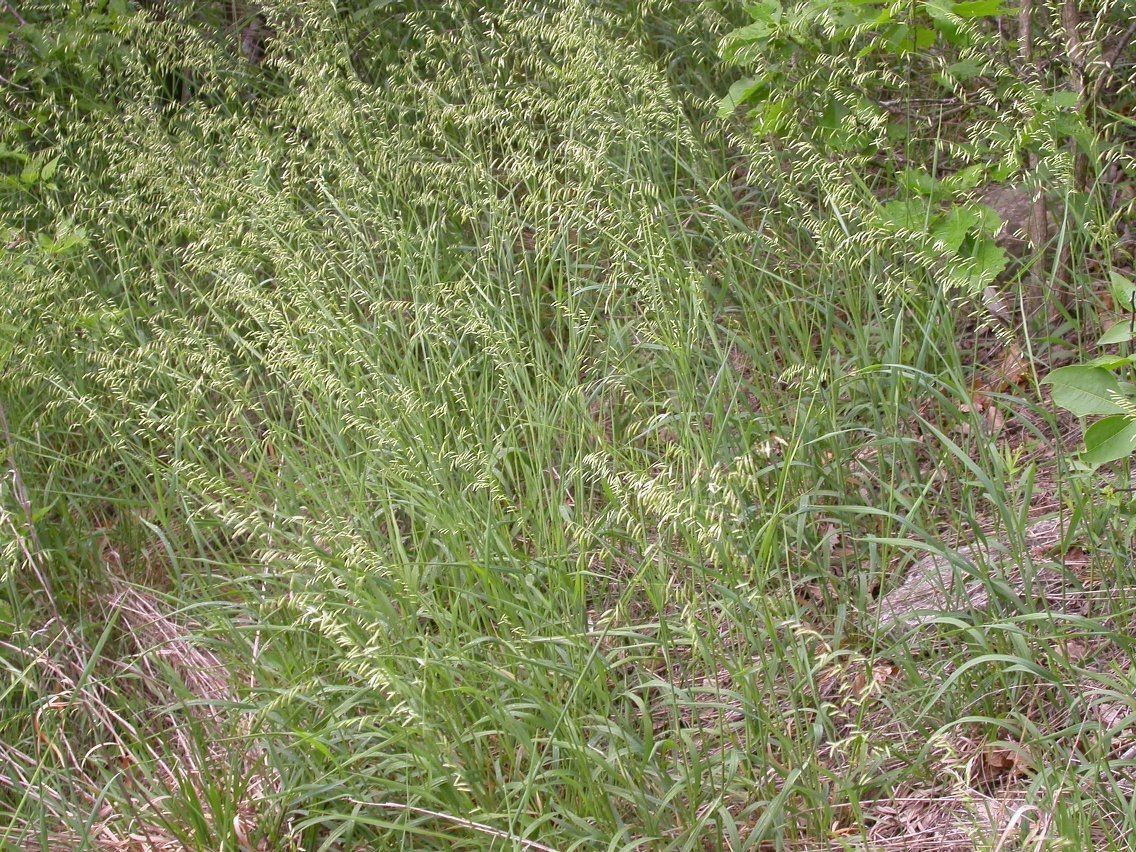 Melica nitens habit