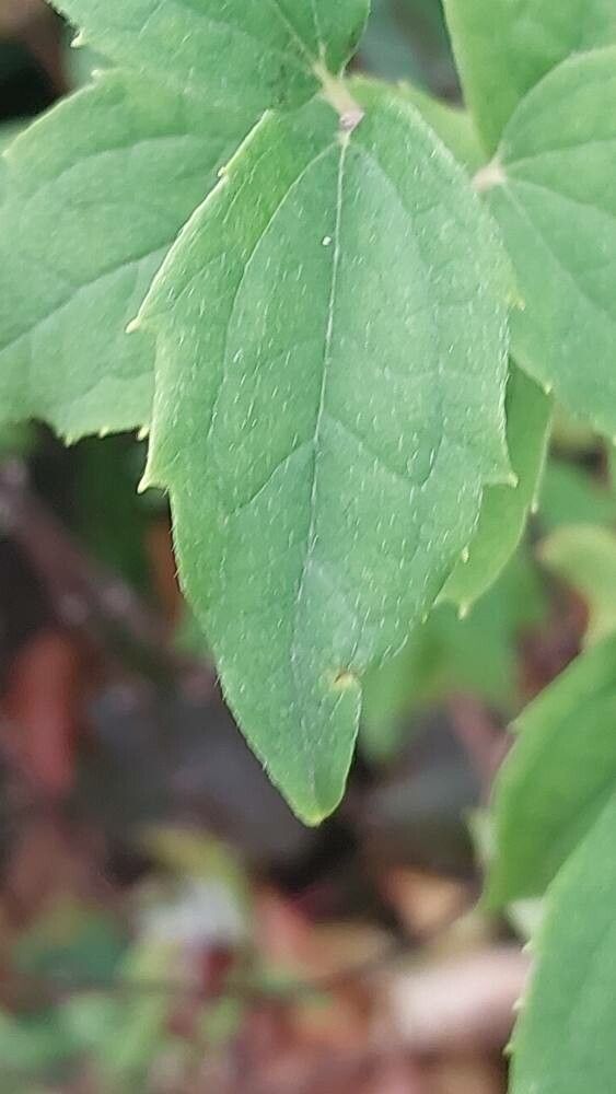 Philadelphus × purpureomaculatus leaf