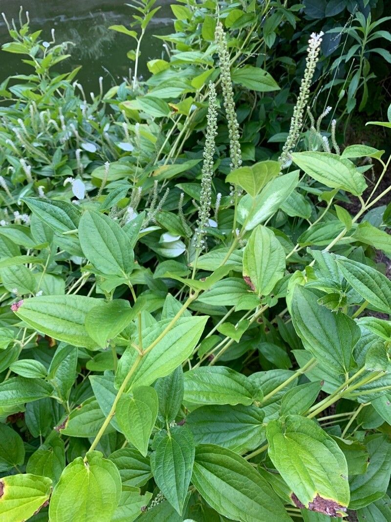 Saururus chinensis leaf