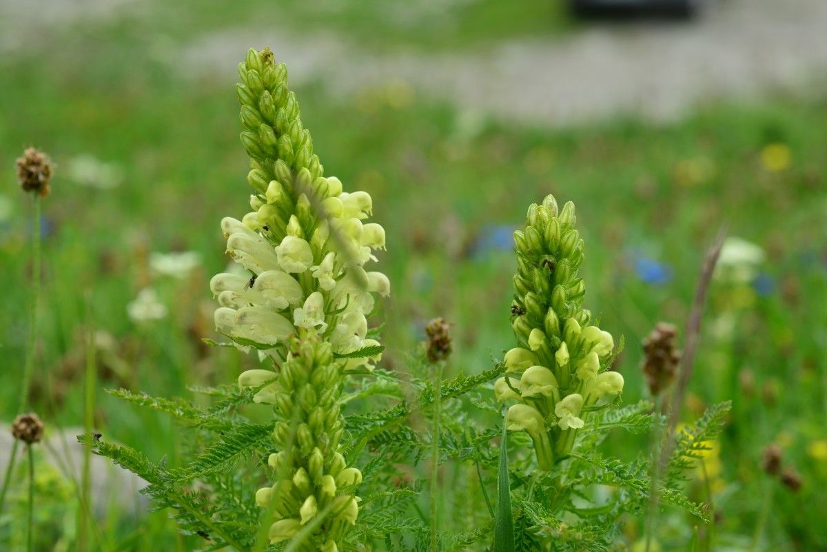 Pedicularis ascendens habit