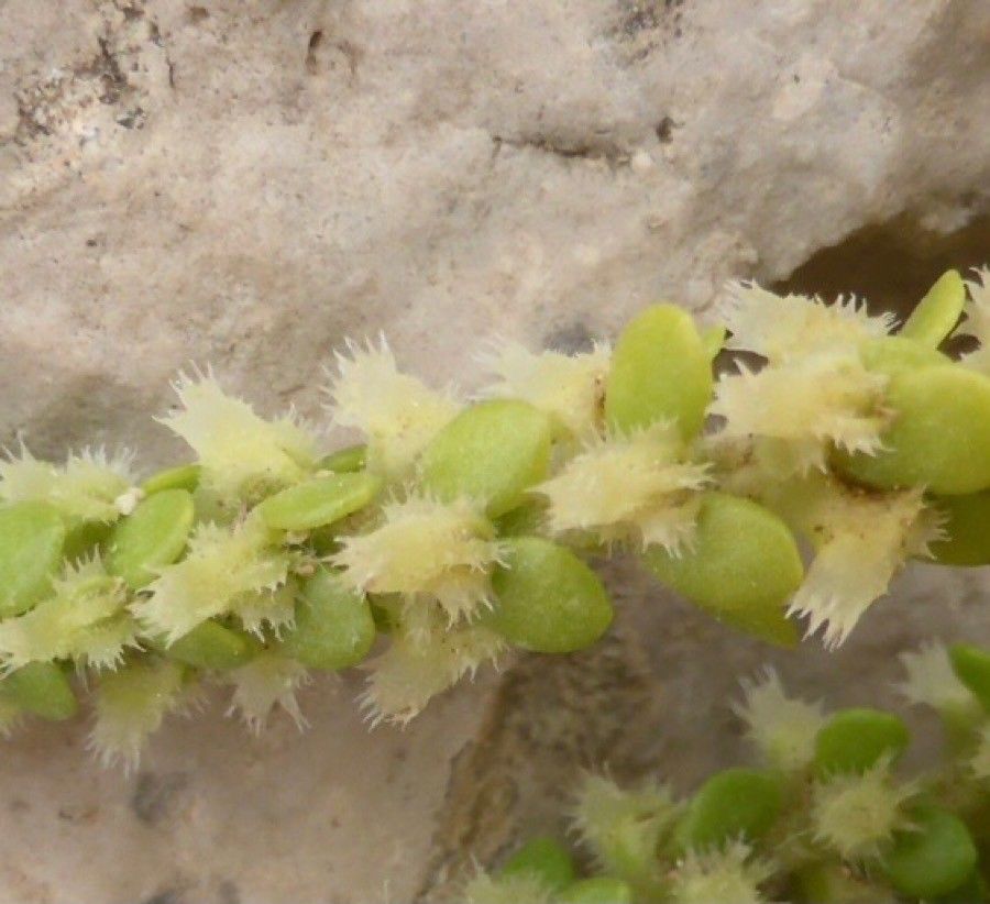 Valantia hispida fruit