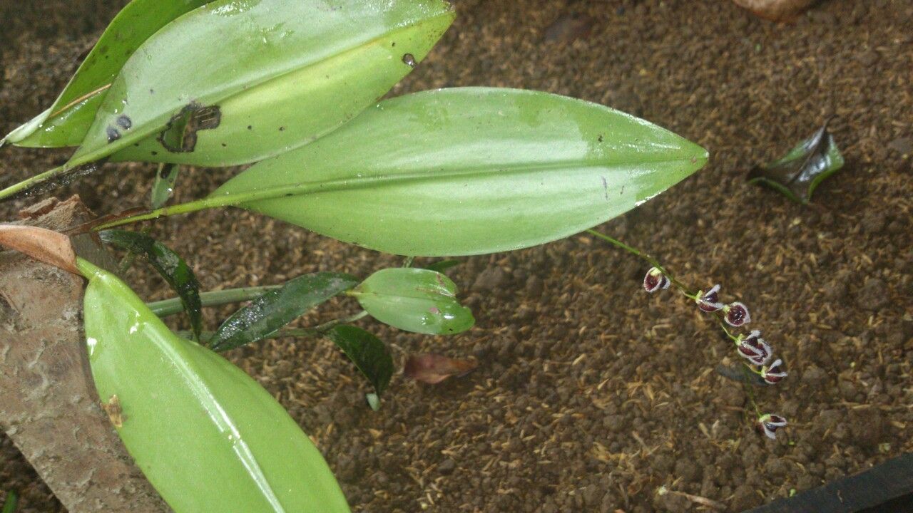 Stelis convallaria leaf