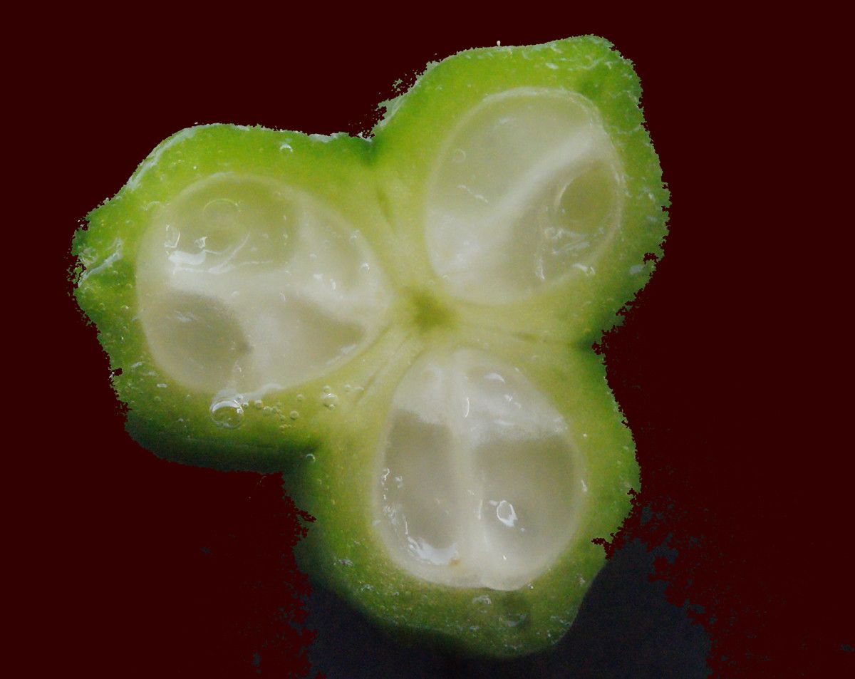 Ornithogalum arabicum fruit