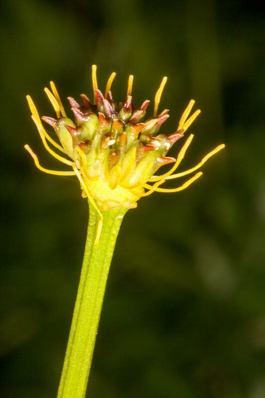 Trollius europaeus fruit