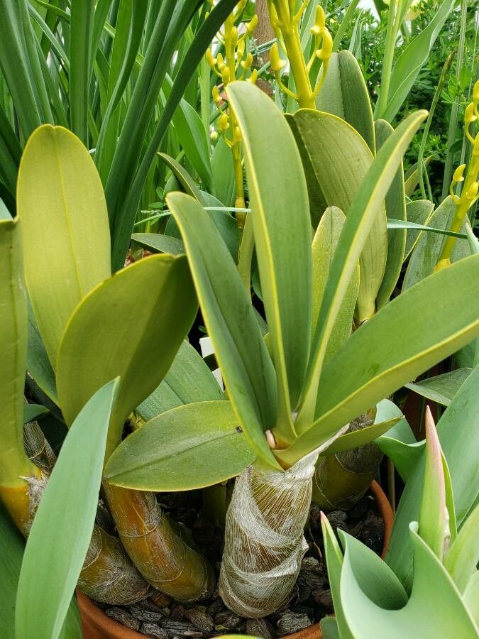Dendrobium pendulum habit
