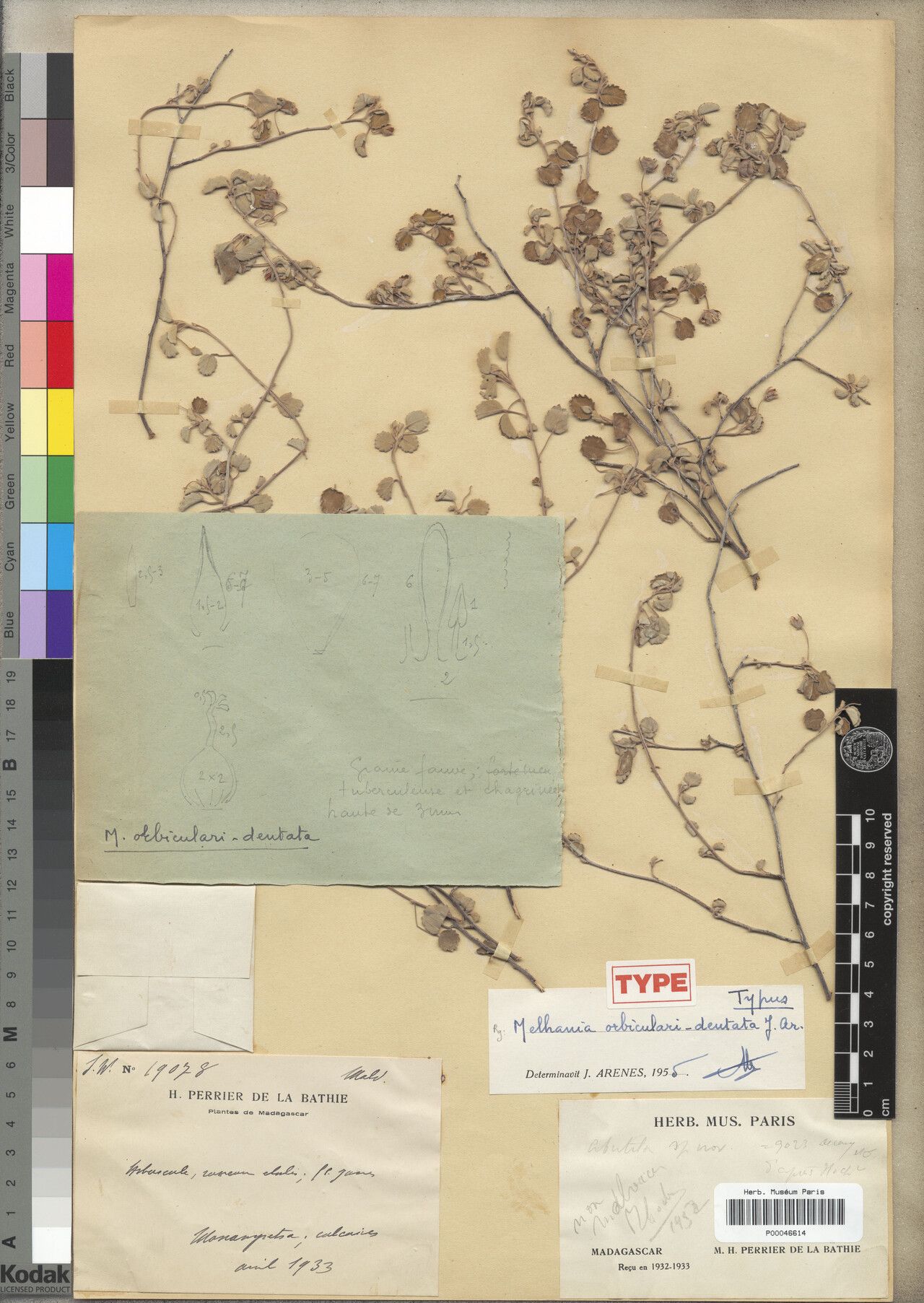 Melhania orbicularidentata — houseplant care guide