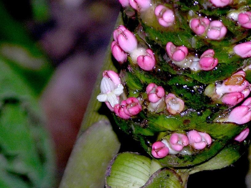Renealmia costaricensis other