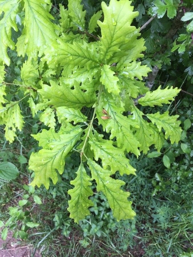 Quercus × streimii — houseplant care guide