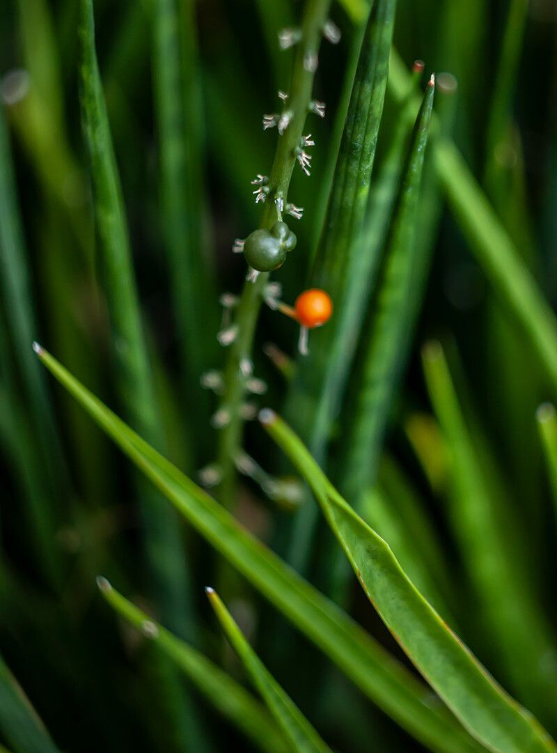 Dracaena stuckyi fruit