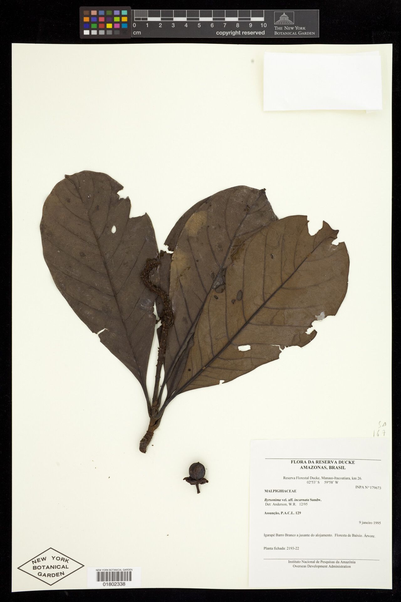 Byrsonima incarnata fruit