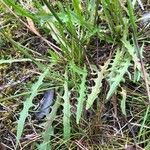 Scorzoneroides autumnalis