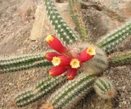 Arrojadoa dinae — related species from the same genus