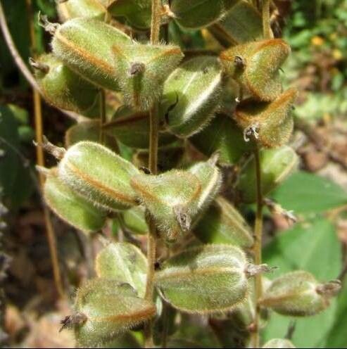 Dioscorea ovinala fruit