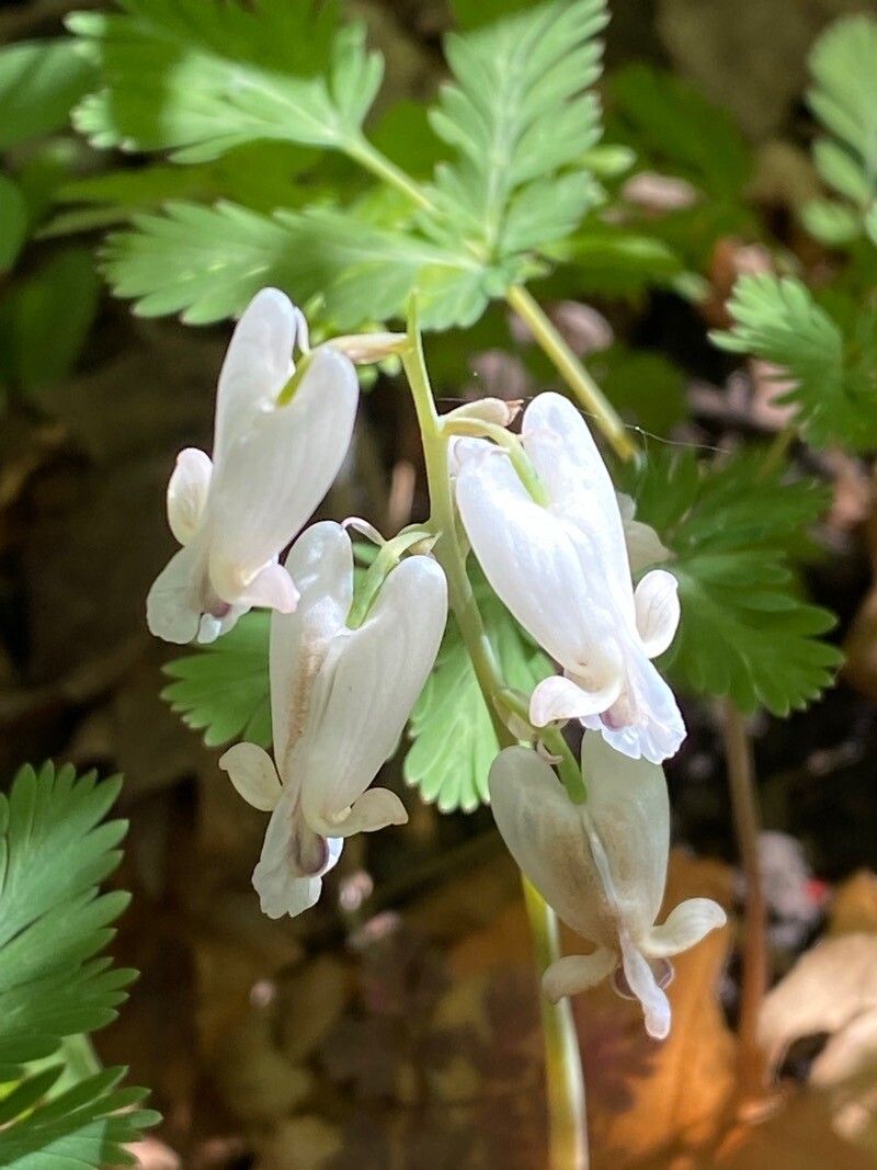 Dicentra canadensis flower