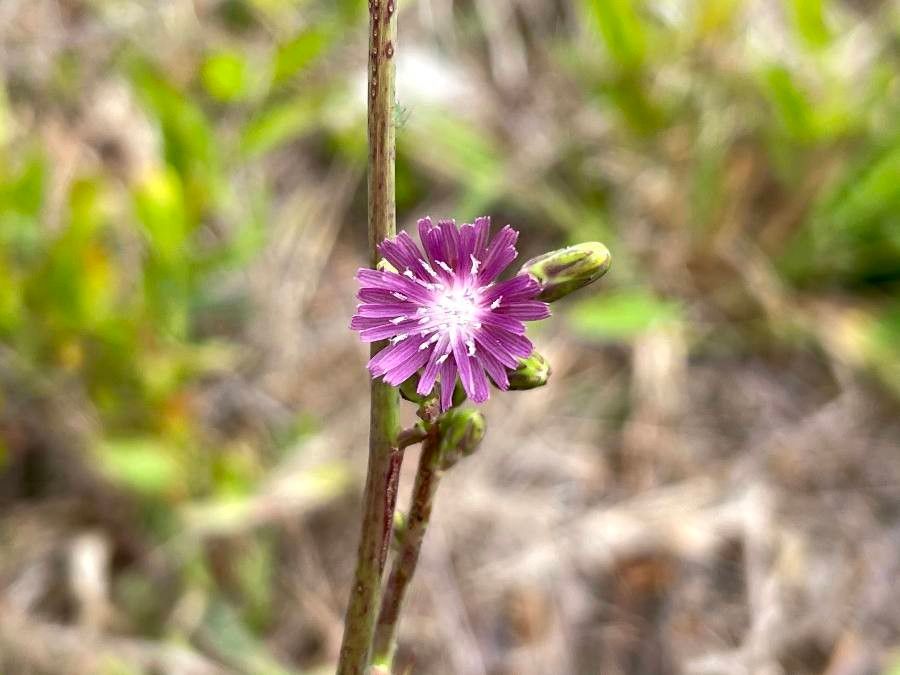 Lactuca graminifolia — search result for 'Lactuca'