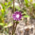 Lactuca graminifolia