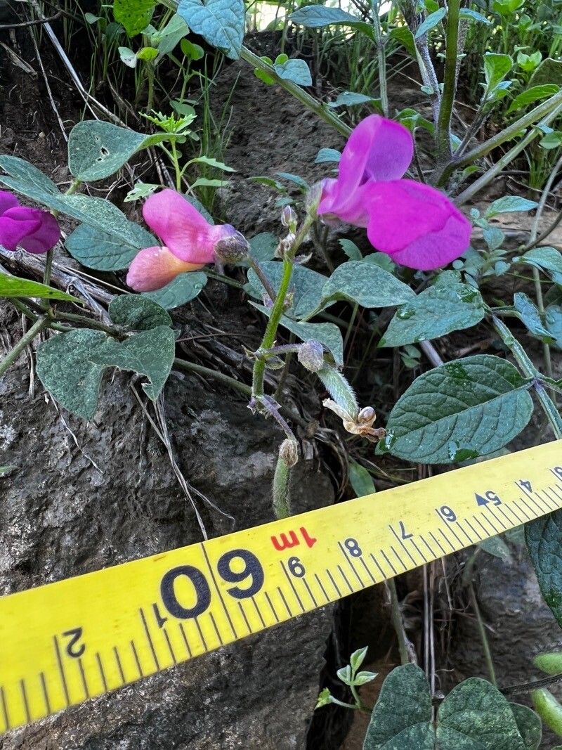 Phaseolus pedicellatus flower