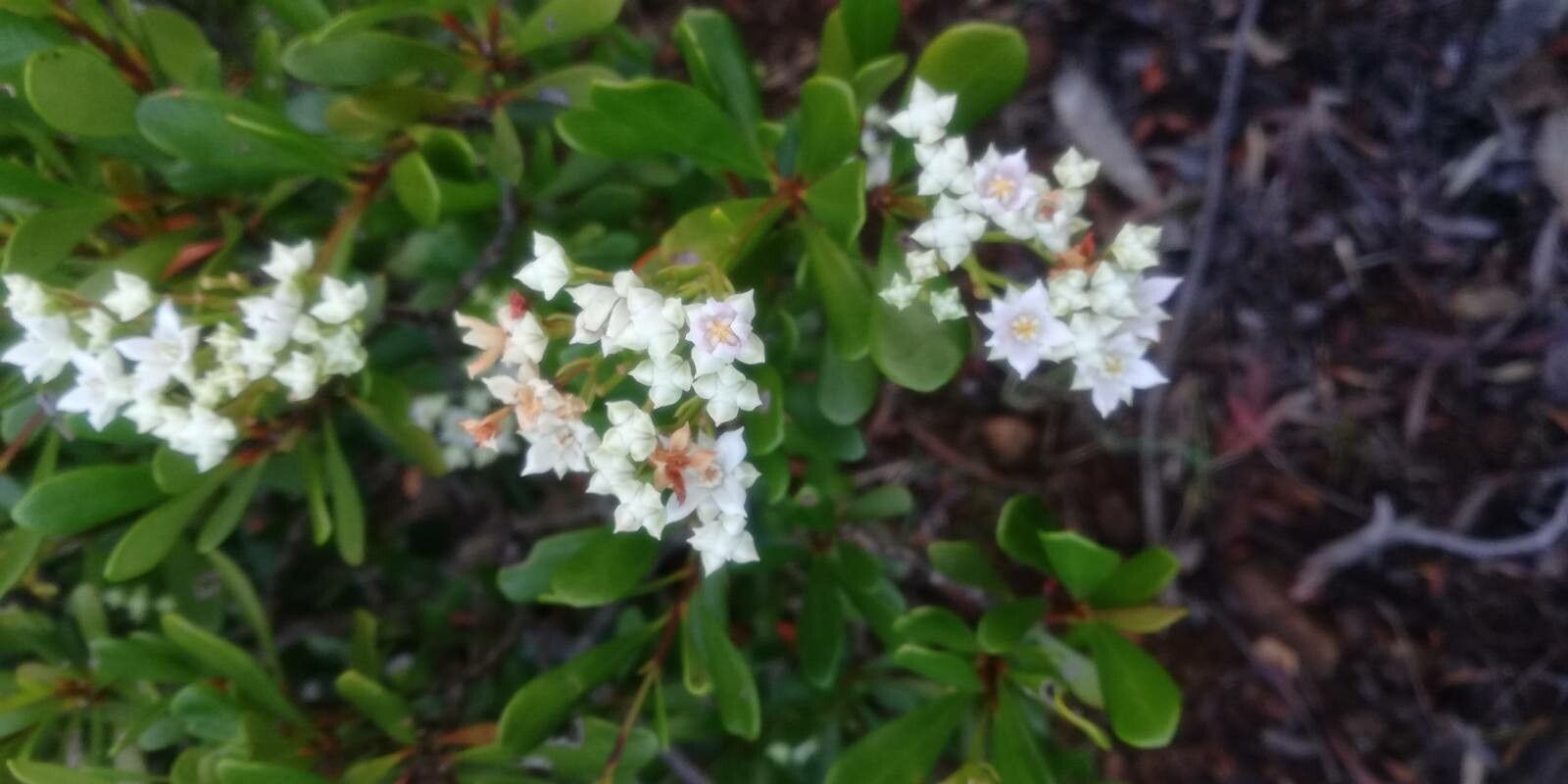Boronia koniambiensis — search result for 'Citrus'