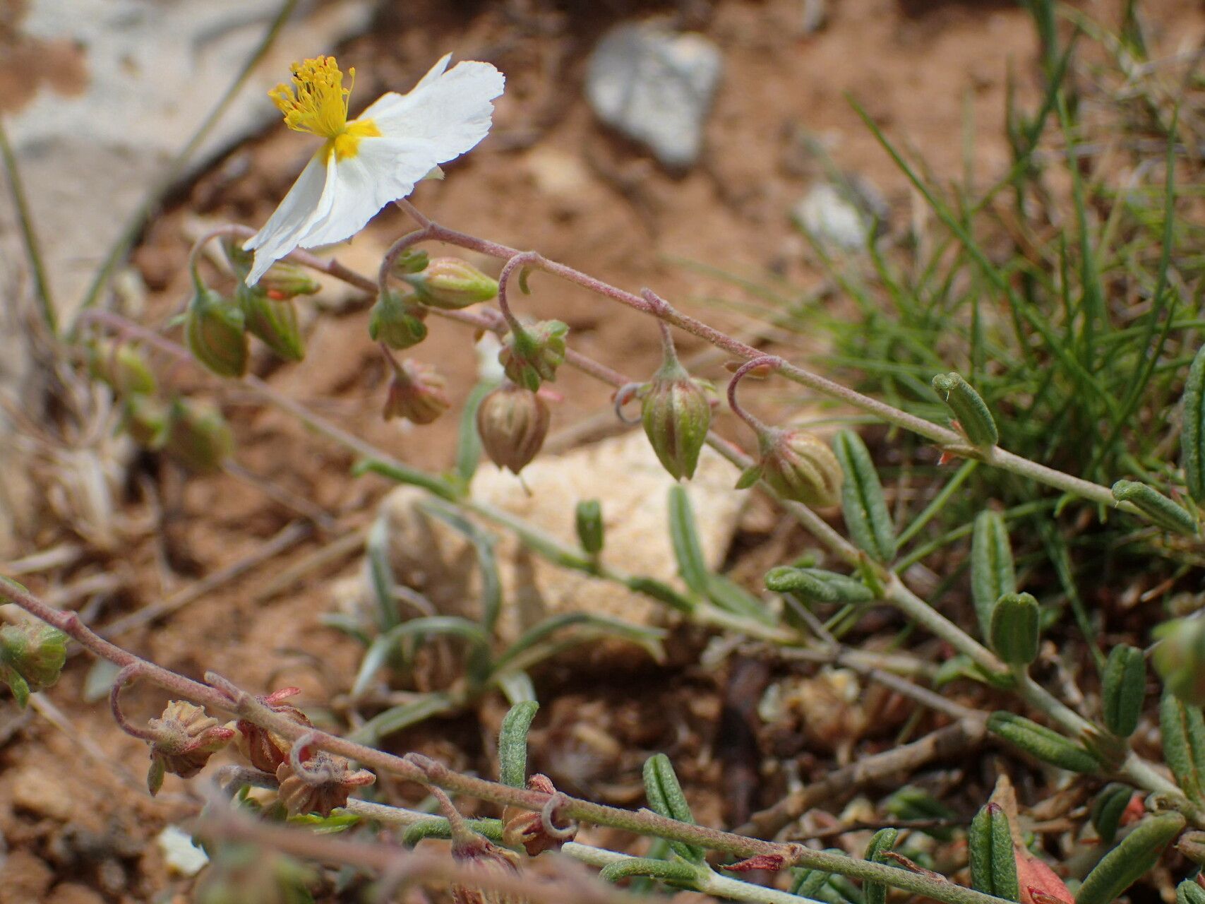 Helianthemum apenninum fruit
