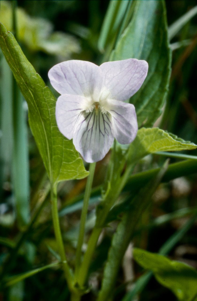 Viola persicifolia flower