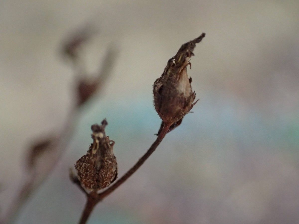 Hypericum tomentosum fruit