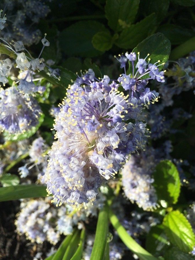 Ceanothus cuneatus flower