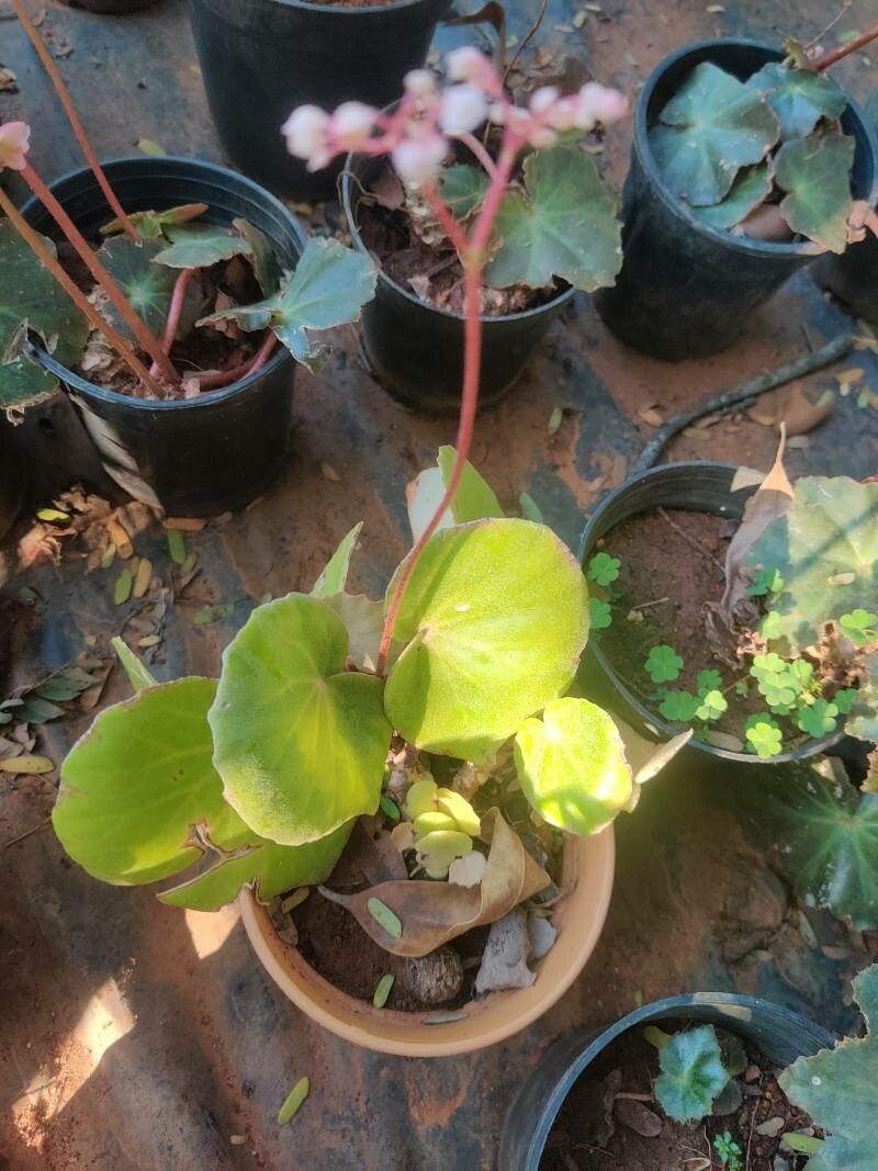 Begonia peltatifolia — houseplant care guide