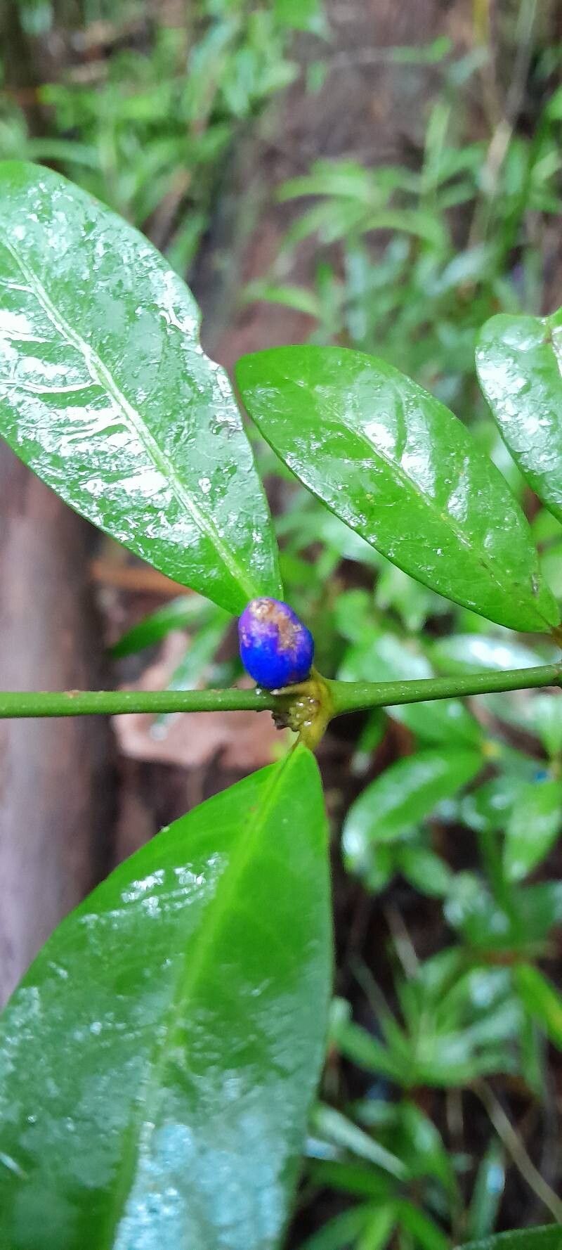 Saldinia proboscidea fruit